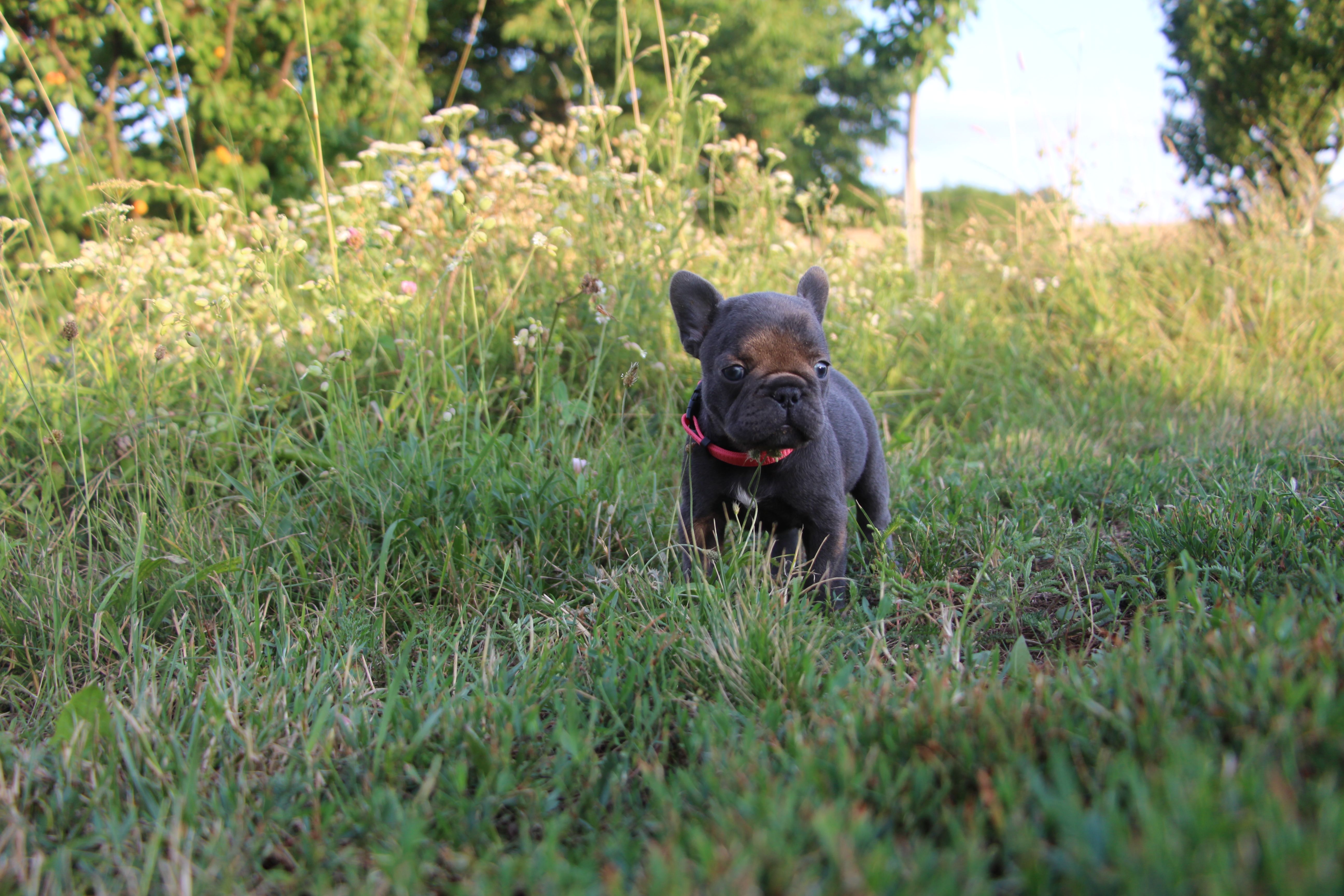 <svg class='pink'></svg> <b>Miss Little Heart</b> <svg class='pink'></svg>